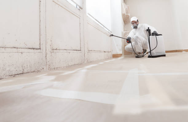 Black mold remediation team in Houston