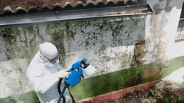 Mold Removal service in Houston